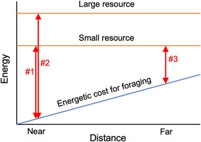 Foraging strategies of fungal mycelial networks: responses to quantity and distance of new resources